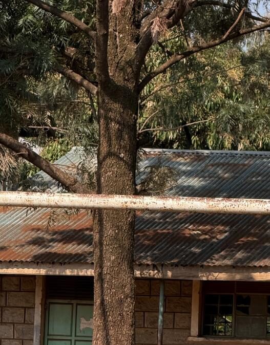 Dalla Toscana al Kenya: una nuova Fiorentina nasce a Kisumu